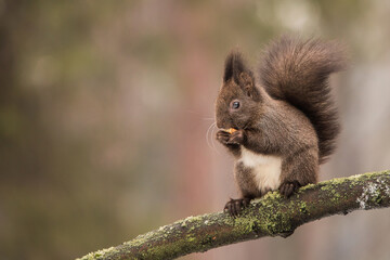 Red squirrel (Sciurus vulgaris) sitting on a branch eating walnut 