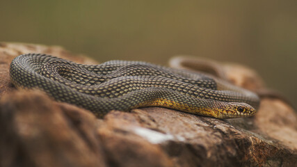 Caspian whipsnake (Dolichophis caspius) lying on a rock. Green background. Isolated 