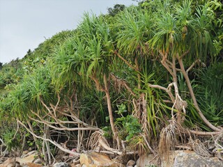 沖縄県･西表島･アダン