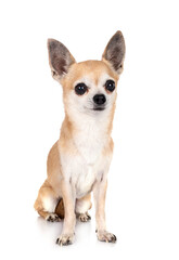 chihuahua in studio