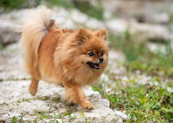 pomeranian in nature