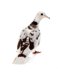 African collared dove