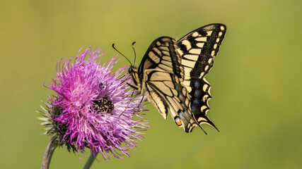 Macro shot of Old world swallowtail (Papilio machaon) perched on a thistle drinking flower nectar 