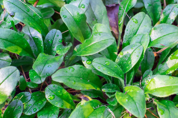 Background of green leaves with water drops.