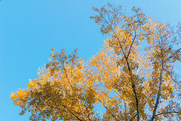 Autumn leaves on blue sky background.