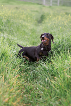 Dachshund in a grassy feild