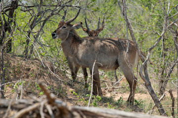 Cobe à croissant , Waterbuck,  Kobus ellipsiprymnus, Parc national du Pilanesberg, Afrique du Sud