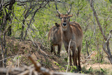 Cobe à croissant , Waterbuck,  Kobus ellipsiprymnus, Parc national du Pilanesberg, Afrique du Sud