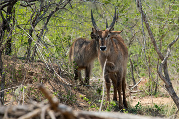 Cobe à croissant , Waterbuck,  Kobus ellipsiprymnus, Parc national du Pilanesberg, Afrique du Sud