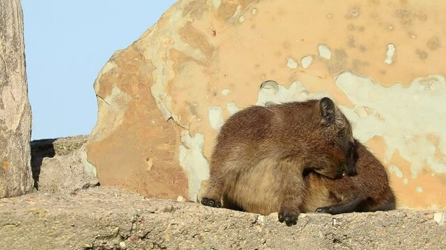 A rock hyrax (Procavia capensis) basking on a rock, South Africa