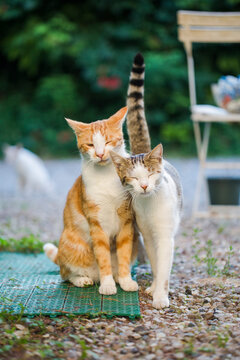 Two cats cuddling in sunny garden