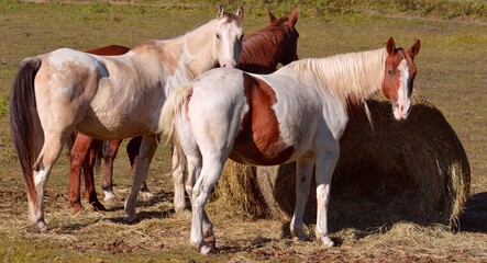 Pretty horses around their hay bale. - obrazy, fototapety, plakaty