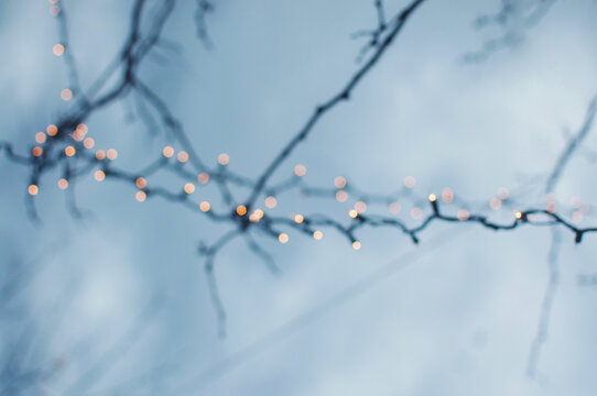 Out of focus bare branches and Christmas lights - Powered by Adobe