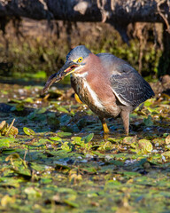 A Green Heron eating a mud minnow in a marsh.