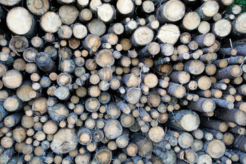 Entrance to the forest. A shot of the end of the logs stacked along the edge.