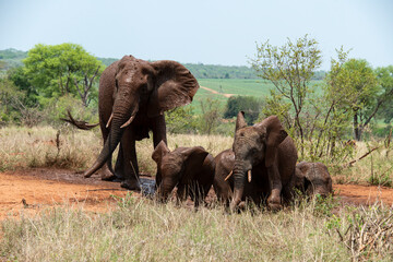 Éléphant d'Afrique, femelle et jeune, Loxodonta africana, Parc national Kruger, Afrique du Sud