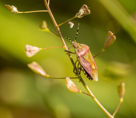 sloe shield bug (Dolycoris baccarum) on shepherd's purse