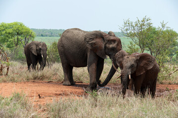 Éléphant d'Afrique, femelle et jeune, Loxodonta africana, Parc national Kruger, Afrique du Sud