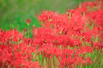 彼岸花【2020年9月　奈良飛鳥】