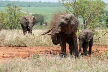 Éléphant d'Afrique, femelle et jeune, Loxodonta africana, Parc national Kruger, Afrique du Sud