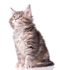 Fototapeta premium Maine Coon kitten 2 months old. Cat isolated on white background. Portrait of beautiful domestic gray kitty.