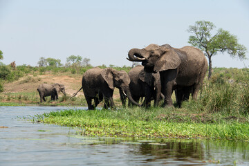 Obraz premium Éléphant d'Afrique, femelle et jeune, Loxodonta africana, Parc national Kruger, Afrique du Sud