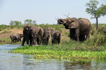 Obraz na płótnie Canvas Éléphant d'Afrique, femelle et jeune, Loxodonta africana, Parc national Kruger, Afrique du Sud