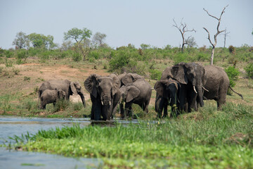 Fototapeta na wymiar Éléphant d'Afrique, femelle et jeune, Loxodonta africana, Parc national Kruger, Afrique du Sud