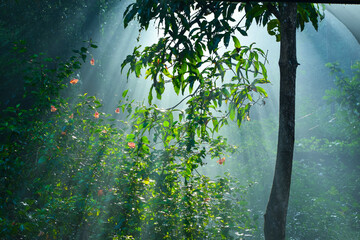 sun shining through the trees, scattering