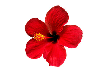 red hibiscus flower isolated on white background, clipping path included