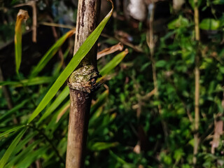 This is the close-up shot of a dry old bamboo branch in the morning.