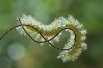 Fire caterpillar on the stem of the fern