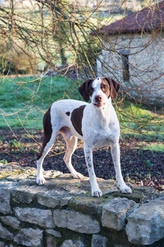 Pointer on stone wall
