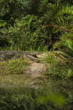 Wanna Swim? Florida Gator Warming in the Sun