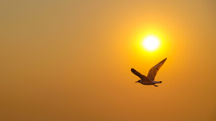 Seagulls over the sea with sunset at Bang Pu recreation centre, Samut Prakan, Thailand