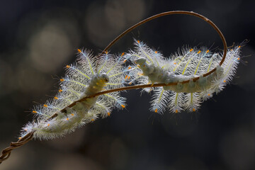 Fire caterpillar on the stem of the fern