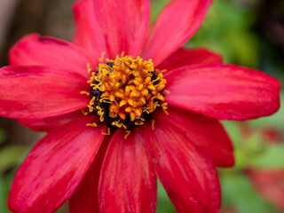 Obraz na płótnie Canvas close up of red flower