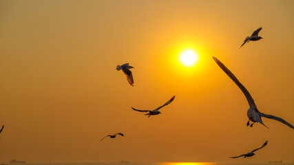 Seagulls over the sea with sunset at Bang Pu recreation centre, Samut Prakan, Thailand