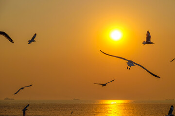 Seagulls over the sea with sunset at Bang Pu recreation centre, Samut Prakan, Thailand