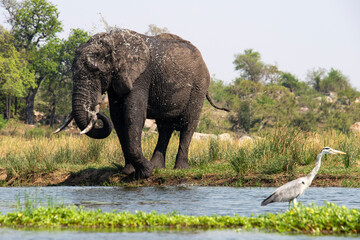 Éléphant d'Afrique, Loxodonta africana, Héron cendré, Parc national Kruger, Afrique du Sud