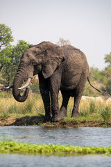 Fototapeta premium Éléphant d'Afrique, Loxodonta africana, Parc national Kruger, Afrique du Sud