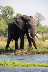 Éléphant d'Afrique, Loxodonta africana, Parc national Kruger, Afrique du Sud