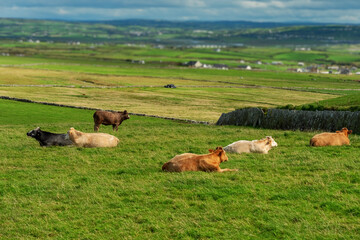 Herd of cows resting in a field on a sunny day on a green grass. West of Ireland.