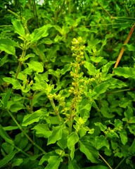 green leaves background