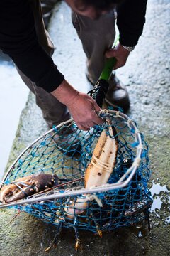 Lobster hatchery in Cantabria