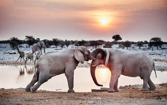 Fototapeta Two African elephants at a watering hole