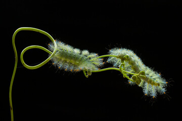 Fire caterpillar on the stem of the fern