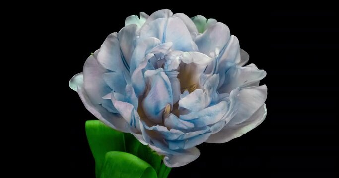 Beautiful blue tulip at the moment of opening, time lapse, 4k video