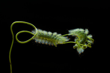 Fire caterpillar on the stem of the fern