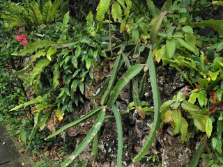 沖縄県･波照間島の民家